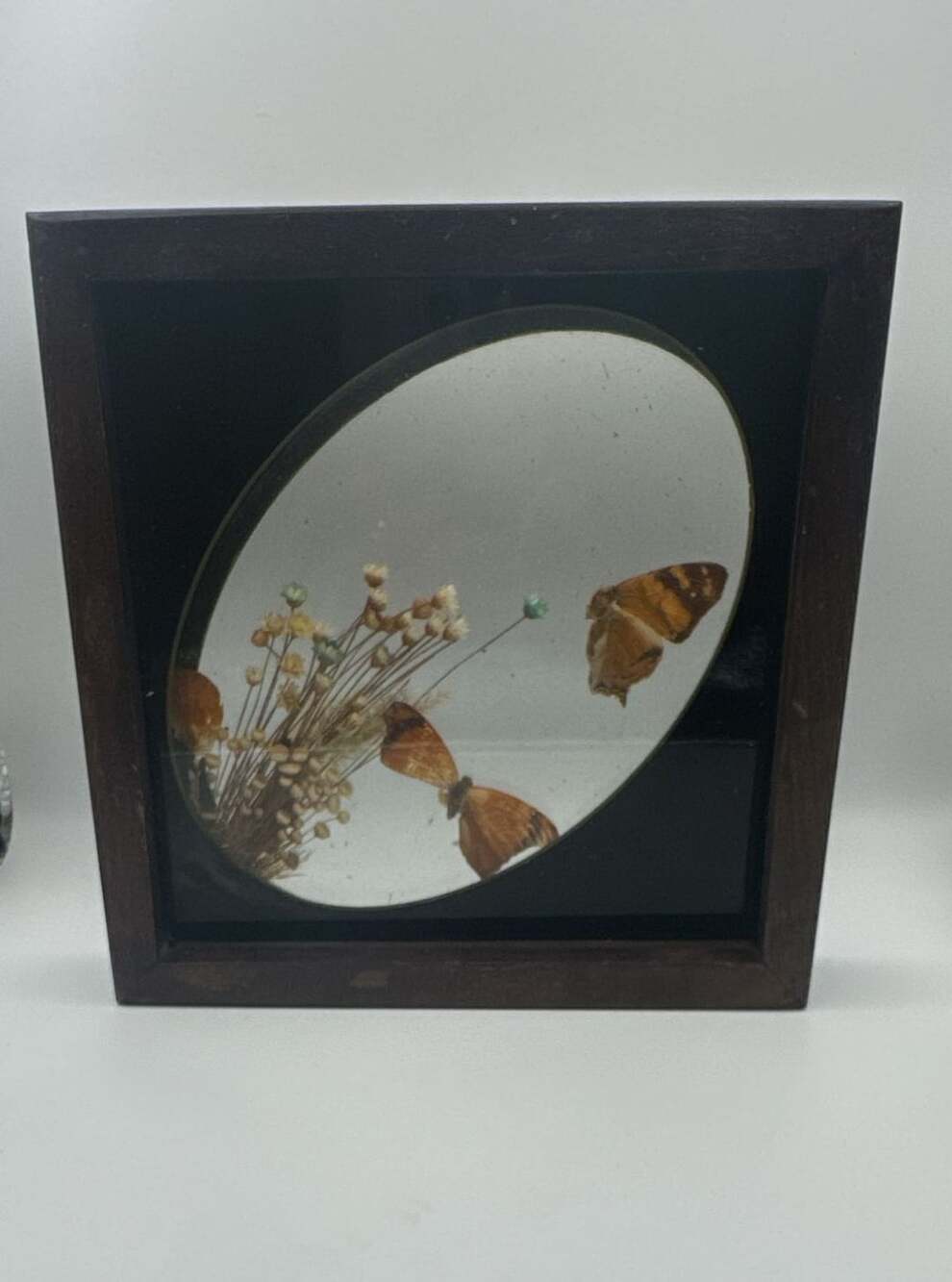 Vintage Brazilian Butterfly Taxidermy Floral Glass Shadowbox